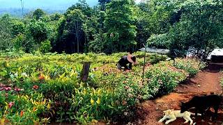 Sowing mustard seeds and harvesting chilies, gardening in the mountains ep 203