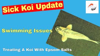 Sick Koi Update **Treating A Koi With Epsom Salts** **Swimming Issues** **Lethargic Koi**