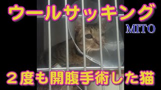 【保護猫】なんでも食べちゃう誤飲ねこMITO。ウールサッキングというらしい。