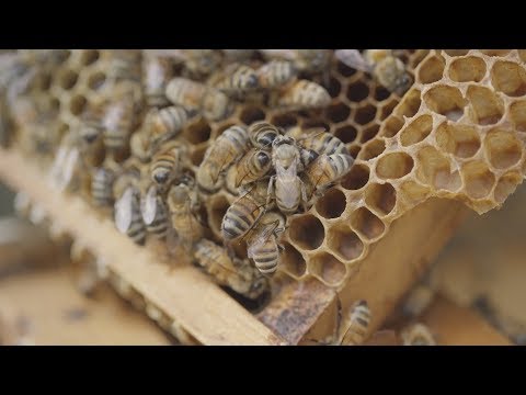Find out the Secret to Harvesting some of the Best Honey to be Found Find out the Secret to Harvesting some of the Best Honey to be Found