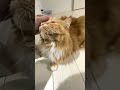 トイレの出待ちをする猫たち【猫のいる暮らし】 shorts