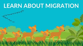 Why do birds and animals migrate? | Birds migration video| Video for Kids