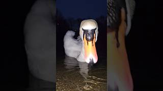 The mute swan and the black swan are so alike and yet different. #wildlifephotoghraphy #swans #natu