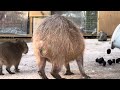 食事タイム　 カピバラ　 capybara 東武動物公園　2024. 1. 6