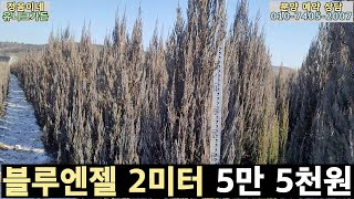 [25년 봄 분묘] 블루엔젤 2미터 예쁜 수형 예약 분양/ 산지직송, 소량, 대량 /올 봄에 필요한 나무 미리 확보해 놓으세요^^