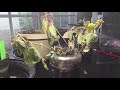 Lemon balm recovery time lapse