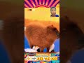 nếu một con capybara tức giận thì sẽ đáng sợ như thê nào amazingfacts capybara animals