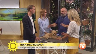 Resa med hund - här är veterinärens bästa tips - Nyhetsmorgon (TV4)