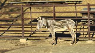 グレビーシマウマ　Grevy's zebra　千葉市動物公園2014年12月14日　00299