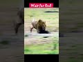 தாவி குப்புற விழுந்த சிங்கம் விட்டு ஓடிய தாய் baby animal life shorts forest