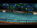 dolphin show dolfinarium harderwijk full show