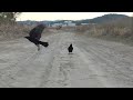 n0143　大分川　土の道　モンファミリー（ハシボソガラス）oita river　dirt road　mon family wild carrion crow