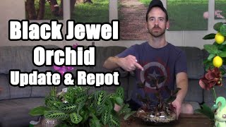 Black Jewel Orchid Update & Repot (Ludisia discolor)