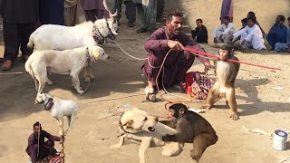 How To Make Fun With Monkey Talented Goat Vs Dog | Funny Video | Bakri Dog aur Bandar Ka Tamasha