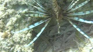 Invasive Lionfish in Costa Mya Mexico off JaJa beach