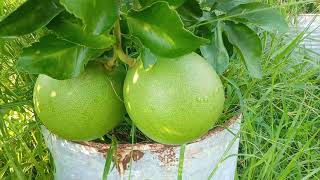 টবে থাই জাম্বুরা চাষ পদ্ধতি - Grapefruit