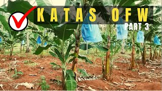 (Part 3) Former OFW Turns into Farming | WHY BANANA FARMING? | Cotabato Model Farm | Philippines