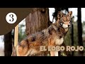 EL LOBO ROJO, HERMOSO LOBO EN PELIGRO CRÍTICO