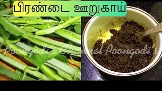 பிரண்டை ஊறுகாய் | பிரண்டை தொக்கு | Pirandai pickle recipe | Poongodis’s Channel