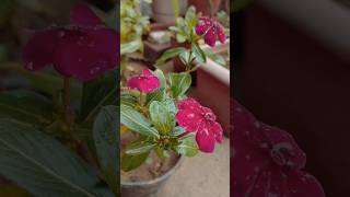 #beautiful#flowers#gardening#vinca#सर्दियों की #फुलवारी