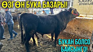 БУКАЛАР ЭРКЕК ТОРПОКТОР КЫМБАТБЫ 🤯 #байтв