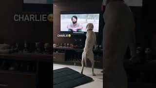 Dog Reaction on Charlie Scene on T V || Intresting T V
