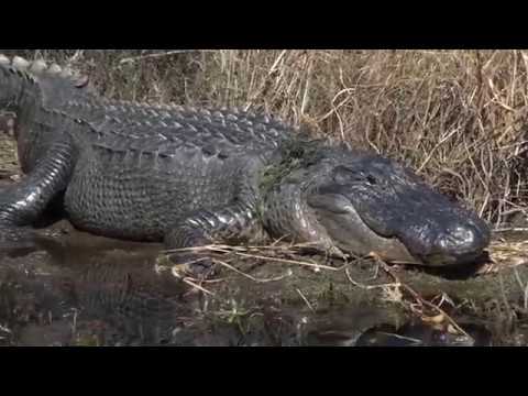 Are there alligators in the Outer Banks?