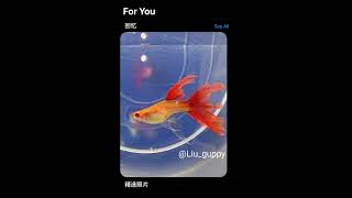 精選近幾周孔雀魚們的各式不同面貌展現~~~ #孔雀魚 #guppy #fish #黃尾禮服 #藍尾禮服 #黃金甲 #丹頂 #全紅白子 #緞帶 #燕尾 #台灣 #中華民國