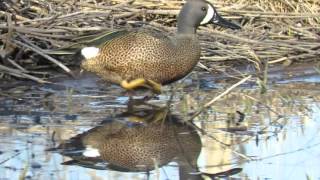 Blue winged Teal