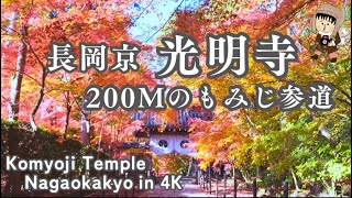 【4K】 光明寺のもみじ参道がまるで絵画 京都紅葉 長岡京｜2024年