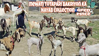 kam budget ki totapari bakriya or bacche| #mewatigoat