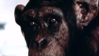 Lucy The Chimp's Tragic Life