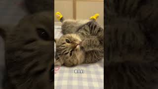 🐱：是不是被这婆娘骗了？#猫咪 #可爱 #萌宠 #cat #catlover #catlife #catlovers #喵星人 #貓 #cats #catvideos