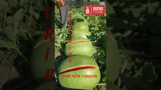 Farm Fresh Ninja Fruit Tik Tok China EP 36
