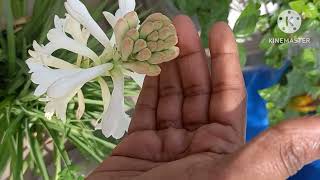 சம்பங்கி பூ/எங்க மாடி தோட்டத்தில் பூத்த சம்பங்கி பூ/samangi flowers in our terrace garden