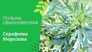 Полынь обыкновенная или чернобыльник