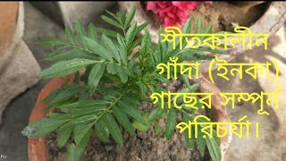 শীতকালীন গাঁদা গাছের সম্পূর্ন পরিচর্যা।। Inka Marigold