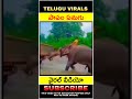 పాపం ఏనుగు వైరల్ వీడియో shorts  youtubeshorts  telugufacts viralvideo viral