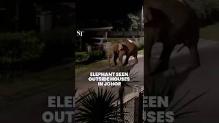 Elephant spotted in Johor neighbourhood