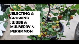 Selecting & Growing Jujube & Mulberry & Persimmon