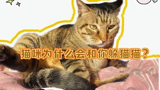 猫咪为什么会和你躲猫猫？#养猫知识 #养猫经验分享