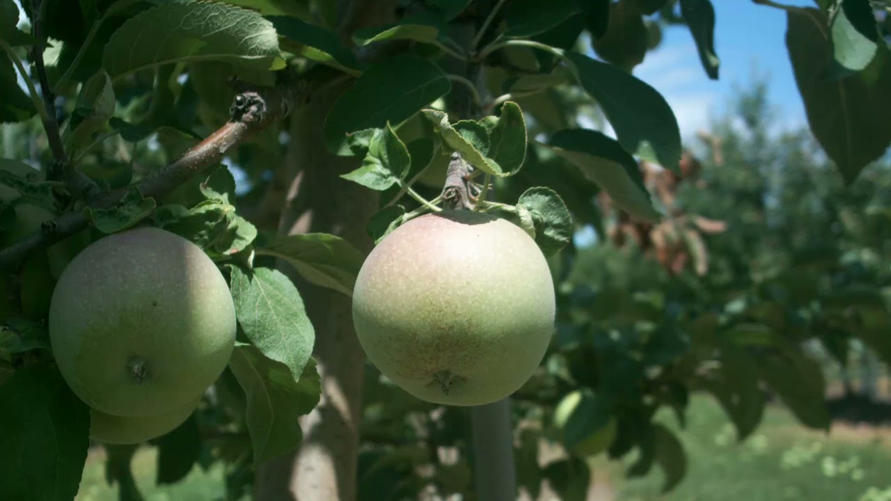 Apple Time Lapse - YouTube