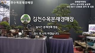 김천수목분재경매원분재경매방송2024.01.17