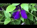 clématite clematis jackmanii superba ou gipsy queen un muret fleuri qui sourit