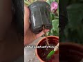 ۵ ۱ قرم تا گلدهی بنفشه آفریقایی plants گیاه فیکوس گلهای