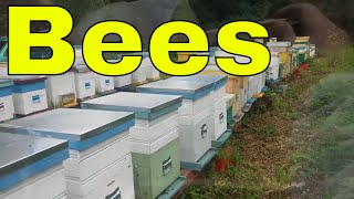 20 Curiosities about bees - Amazing Bee Facts VLOG # 1