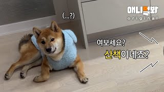 통화하는 척 강아지가 좋아하는 단어를 말했더니ㅋㅋㅋㅋㅣPhone Prank Saying My Dog’s Favorite Words LOL