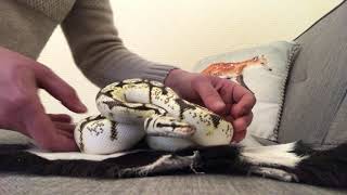 Calibee ball python
