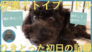 保護犬ノイちゃんを迎えて1日目｜保護犬を飼う｜トイプードル｜心を開くか！？｜鳴き声｜元繁殖犬｜トイレのしつけに苦戦中