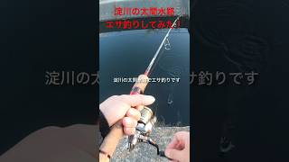 淀川の太間エリアにある水路でミミズを使ってエサ釣りをしてみたらあの魚が簡単に釣れました！！#shorts #fishing#バス釣り #淀川 #bassfishing #エサ釣り#魚釣り#餌釣り